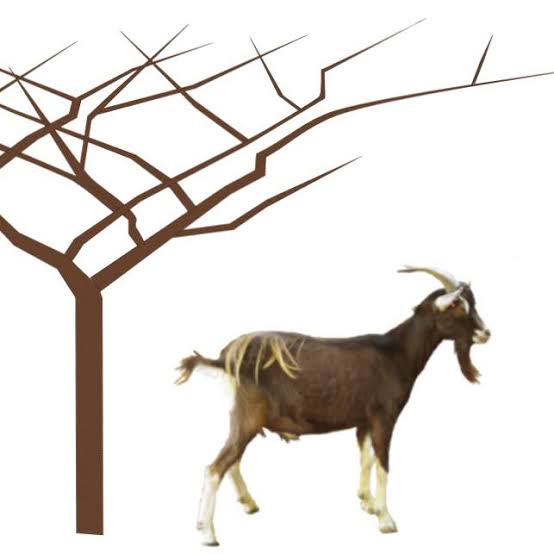 Joy Goats Development Programs